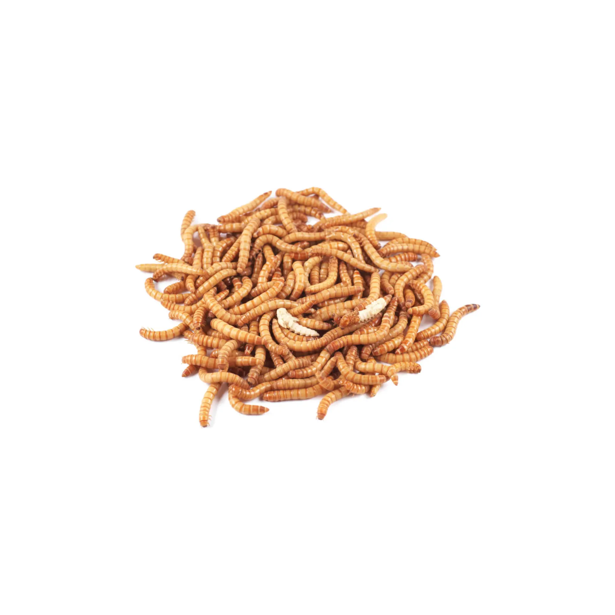 Tenebrios Deshidratados 20 g
